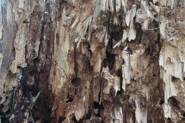 ruined rotten rotten tree