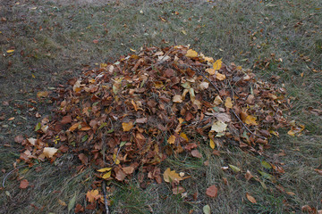 Pile of fallen autumn leaves