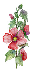 Red malva flowers on a stem with green leaves and buds. Fresh mallows isolated on white background.  Watercolor painting. Hand drawn.