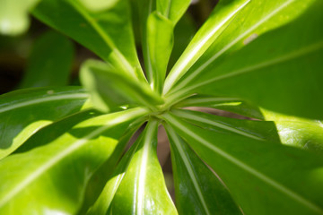 Green leaves of an exotic plant