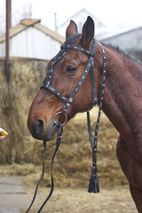 harnessed horse. horse harness. leather and metal products, handmade.