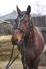 harnessed horse. horse harness. leather and metal products, handmade.