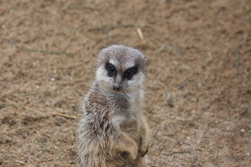 Meerkat