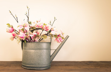 Spring and garden concept. Magnolia flowers in zinc metal watering can.