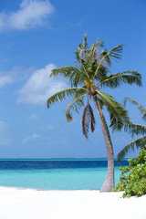 Beach with a white sand and a palm