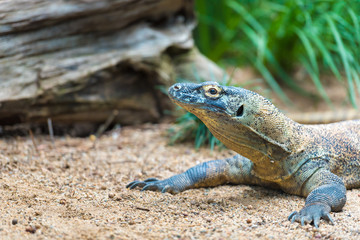 Close-up of a Komodo dragon with focus on eyes