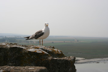Baie Mont Saint Michel