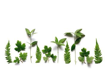 Spring Arrangement With Green Leaves On White Background