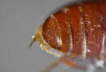 Sawtoothed grain beetle. The Microscopic World.