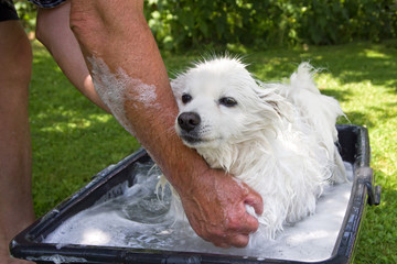Spring Cleaning - bathing a white dog in the garden