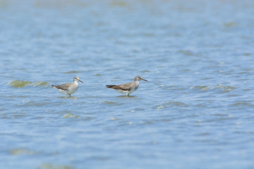 Grey-tailed Tattler (Tringa brevipes).