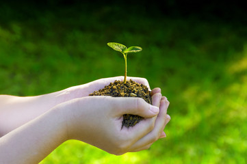 Young plant or seedling in the hands of a child. Plant or small tree ready for planting in the garden. Seedling growing in the ground in hands. Plant in side light and with green background.