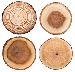 Cross section of tree trunk showing growth rings collection isolated on white background.