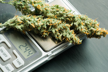 Macro shot of cannabis flowers with trichomes on a scales with a dark background top view