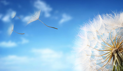 Obraz premium Latające nasiona mniszka lekarskiego w porannym słońcu wiejącym na wietrze przez błękitne niebo.
