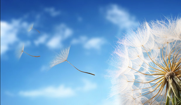 Flying Dandelion seeds in the morning sunlight blowing away in the wind across a blue sky.