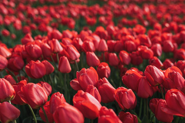Flower Background. Fresh red tulips Garden. Field with red tulips in the Turkey.