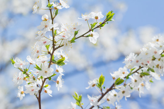 Spring blossom cherry background of white and pink flowers and blue sky