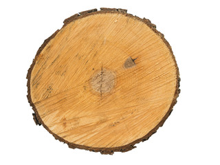Fresh cut wood log isolated on white