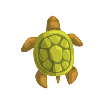 Sea turtle, reptile, view from above cartoon vector Illustration