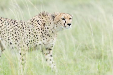 Cheetah (Acinonix jubatus), close up, walking on savanna, Masai Mara, Kenya