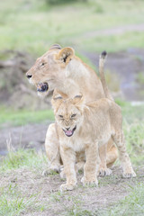 Fototapeta na wymiar Young lion cub (Panthera leo) playing, Masai Mara national reserve, Kenya