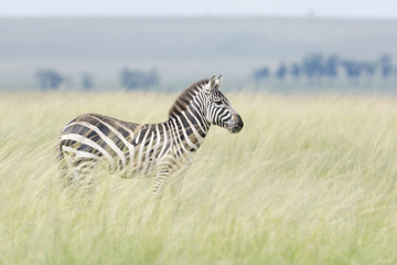 Plains zebras (Equus quagga) standing on savanna, Masai Mara, Kenya