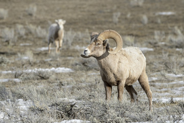 Bighorn Sheep (Ovis canadensis) male, ram, in snow and sage during winter, National Elk refuge, Jackson, Wyoming, USA.