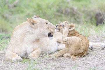 Fototapeta na wymiar Lioness (Panthera leo) lying down on savannah with small cub, Masai Mara, Kenya