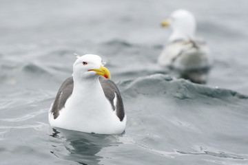 Lesser black-backed gull in water with a second one in background.