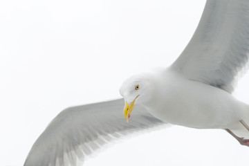 Kittiwake flying against white sky close up.