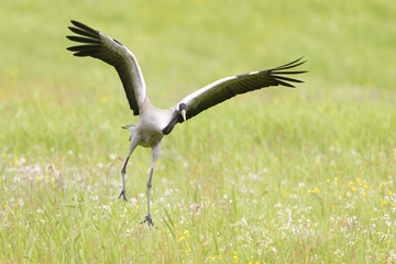 Common crane jumping out of grass.