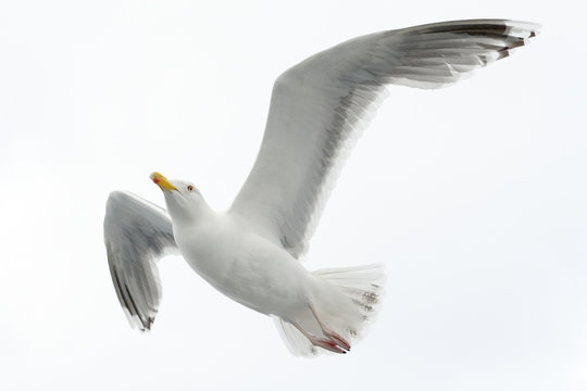 Hering gull flying against white sky.