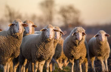 Papier Peint photo autocollant Moutons Sheep herd on farm