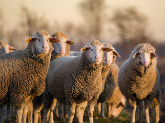 Sheep herd on farm
