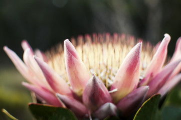 King Protea Petals