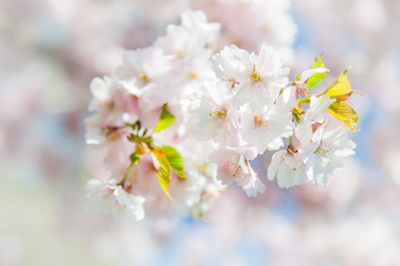 Sakura. Cherry blossoms japan. Pink spring blossom background.