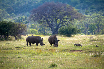 Fototapeta premium Rhinos with warthogs