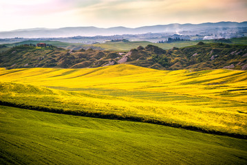 Val d 'Arbia, Tuscany, Italy. Hills cultivated with wheat and canola, with its yellow flowers. With background the Crete Senesi. Siena, Italy
