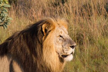 Fototapeta na wymiar Gazing lion