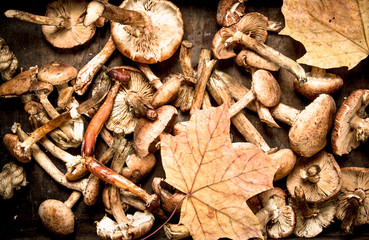 Fresh mushrooms honey agaric in an old box.