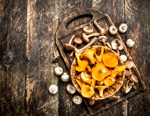 Fresh mushrooms, honey agarics and chanterelles.