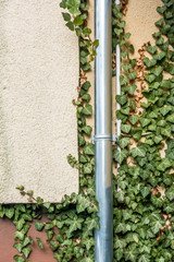 Efeu an Hauswand