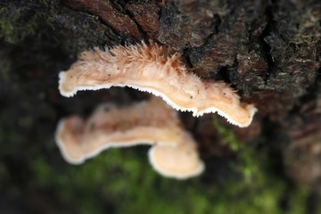 Jelly rot fungus