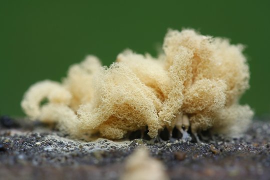 Yellow slime mold, Arcyria obvelata