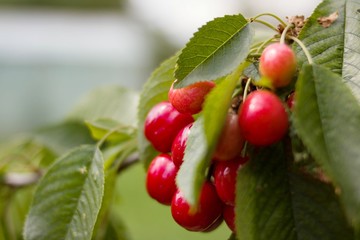 red cherries on a tree of the village in bulgaria