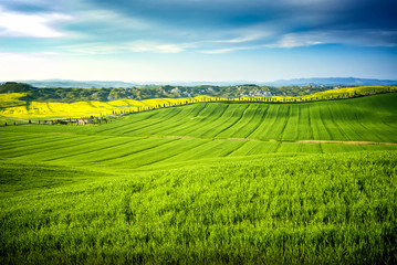 Val d 'Arbia, Tuscany, Italy. Hills cultivated with wheat and canola, with its yellow flowers. With background the Crete Senesi. Siena, Italy