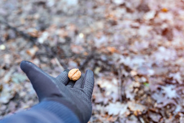 Adults hand  holding a walnut feeding wild animal