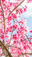 Fototapeta na wymiar Pink cherry blossom (sakura) in a garden.