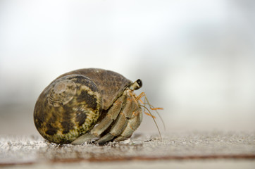 Colorful wild crab with shell (Paguroidea on the beach)